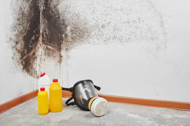 Best Emergency Mold Remediation in Vandercook Lake, MI