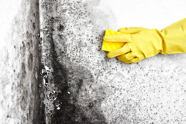 Best Residential Mold Remediation in Vandercook Lake, MI