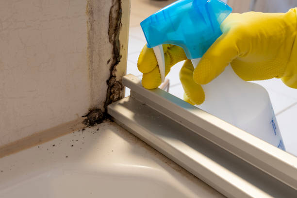 Best Localized Mold Remediation (e.g., coastal areas, humid climates) in Vandercook Lake, MI