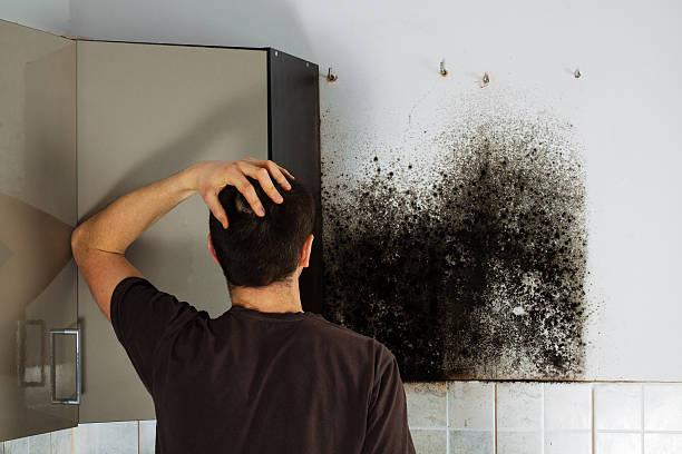 Best Health and Safety Mold Remediation in Vandercook Lake, MI