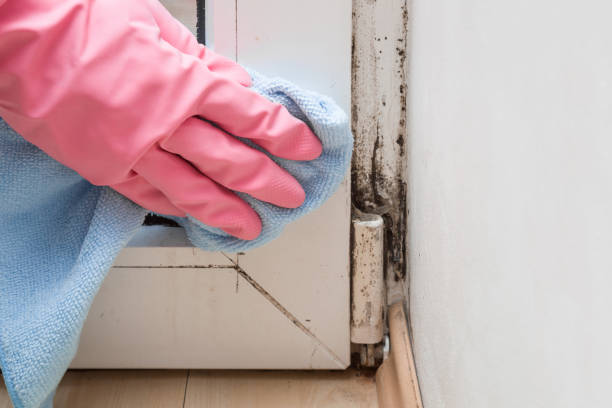 Best Black Mold Remediation in Vandercook Lake, MI